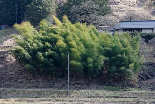 竹林
