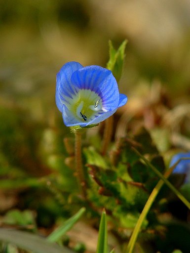 開花だワン