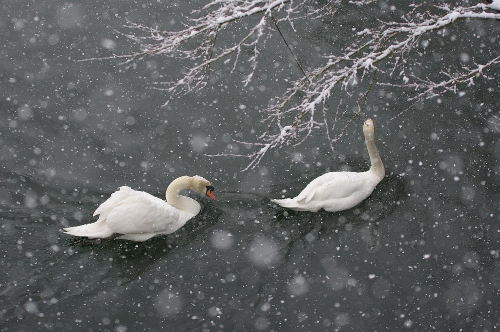 雪景色