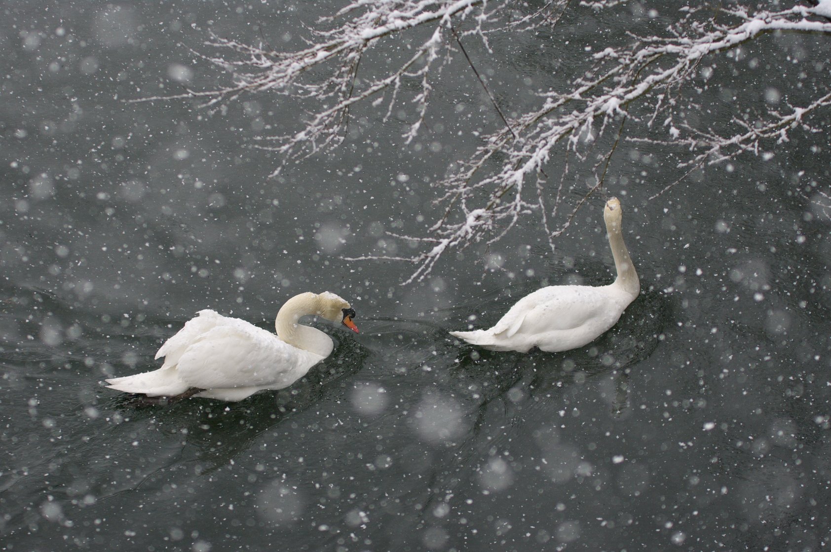 雪景色