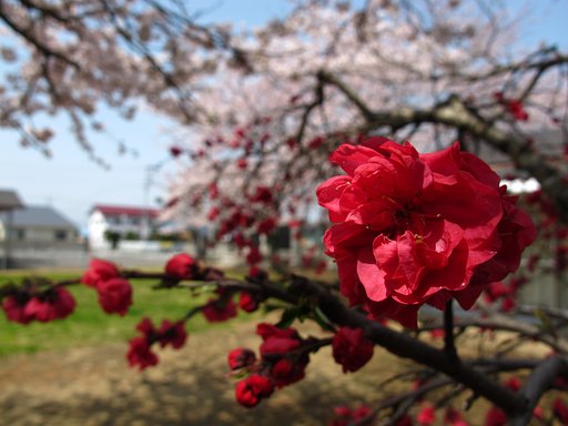 花桃とソメイヨシノ