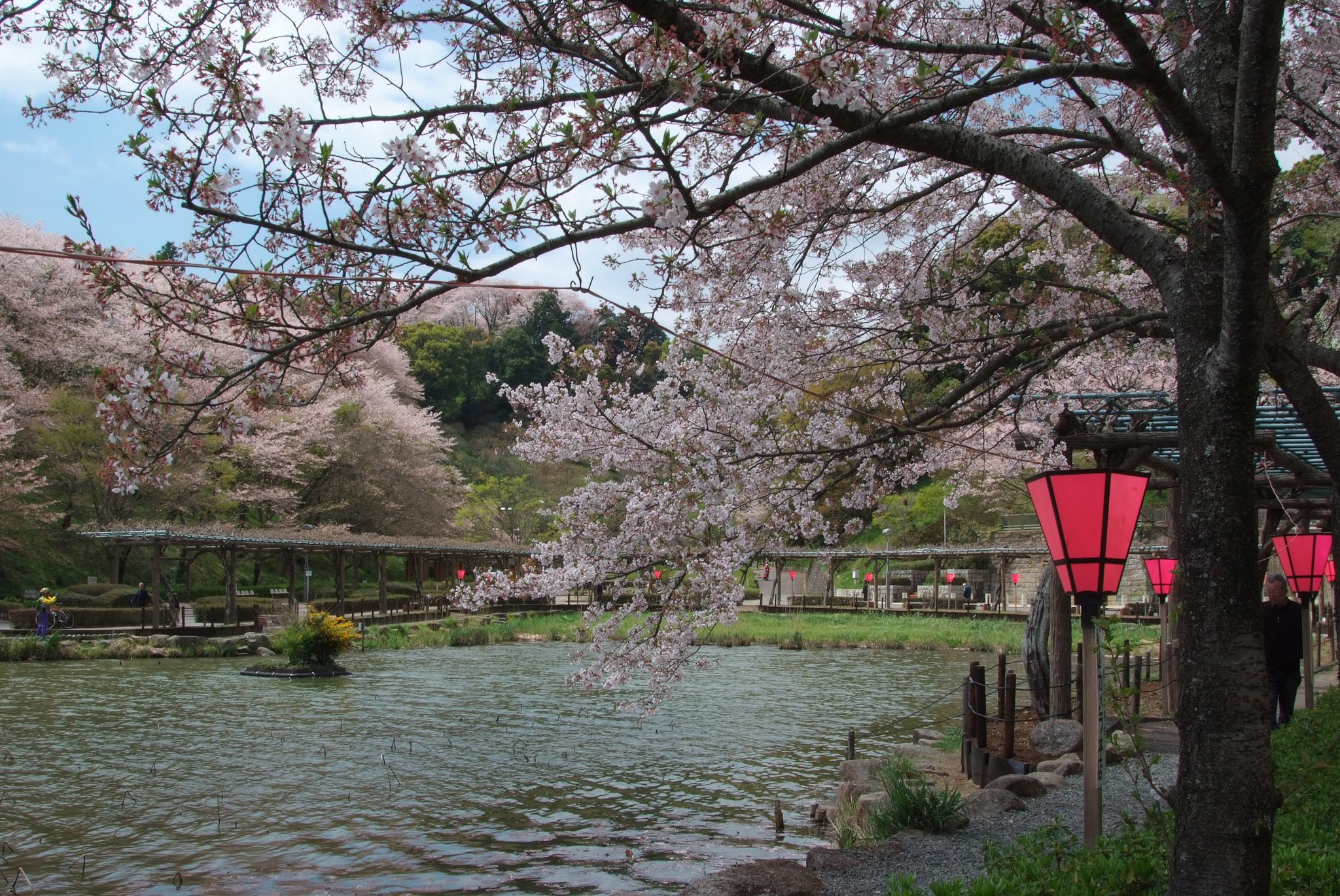 既に葉桜か？　その２