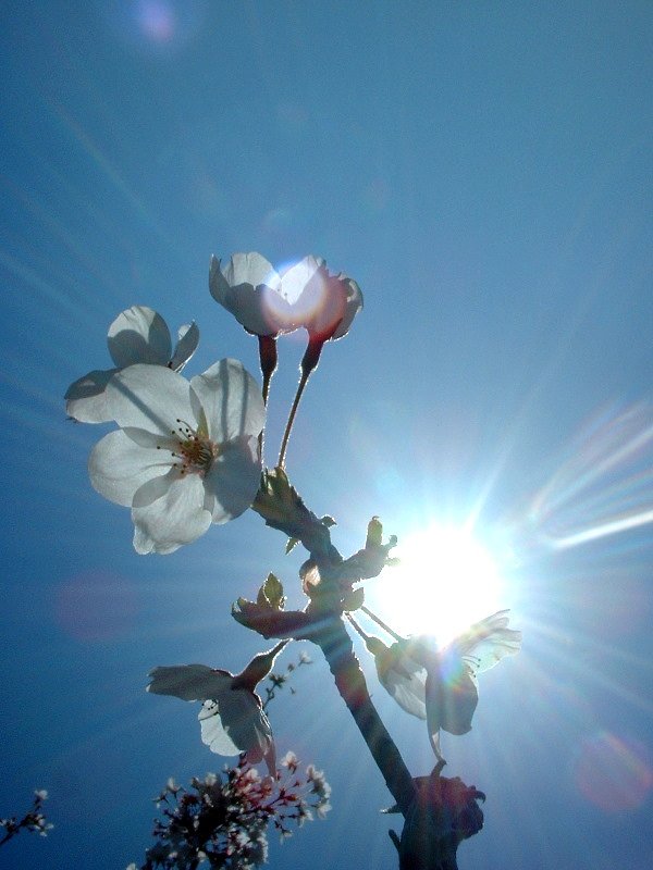 同期の桜