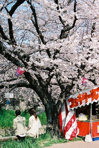 【桜】ふたり