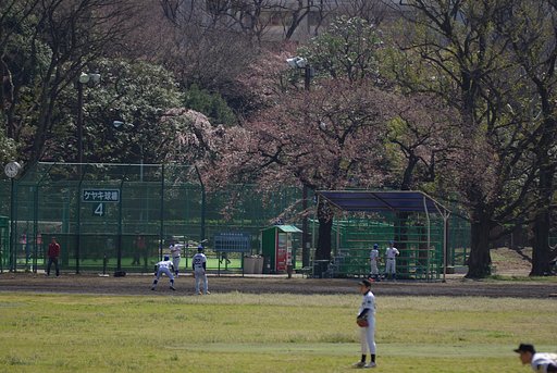 【桜】春、野球