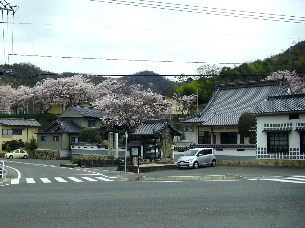 お寺の桜その2