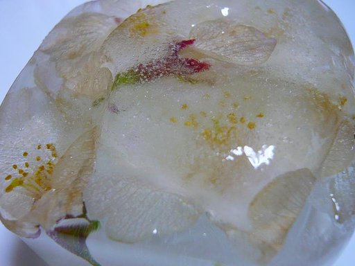 【桜】　閉じ込めておきましょう