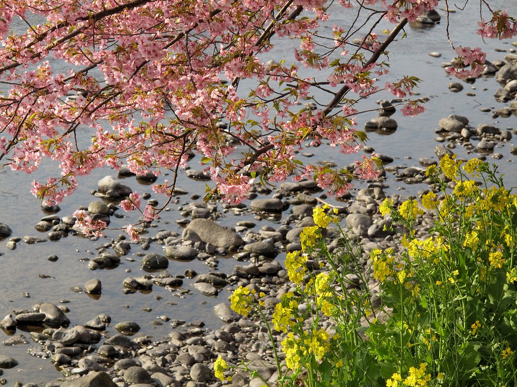 桜＆菜の花