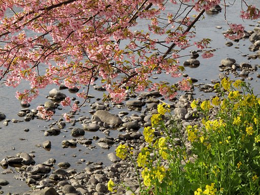 桜＆菜の花