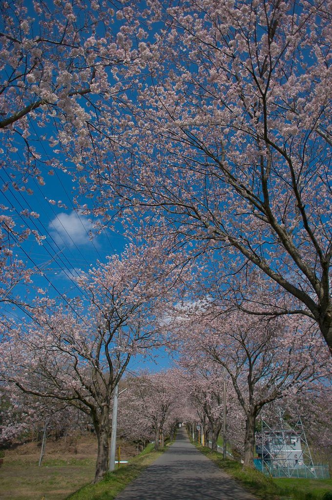 桜坂・・・