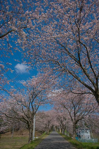 桜坂・・・