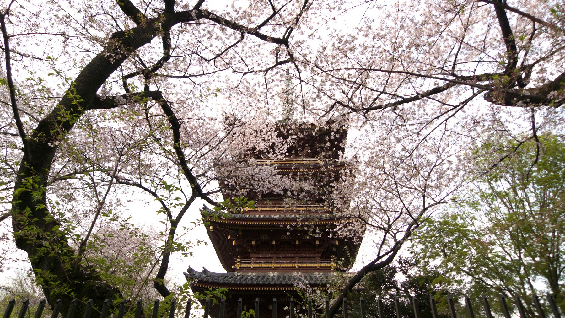 【桜】初桜^^