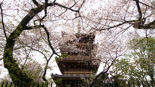 【桜】初桜^^