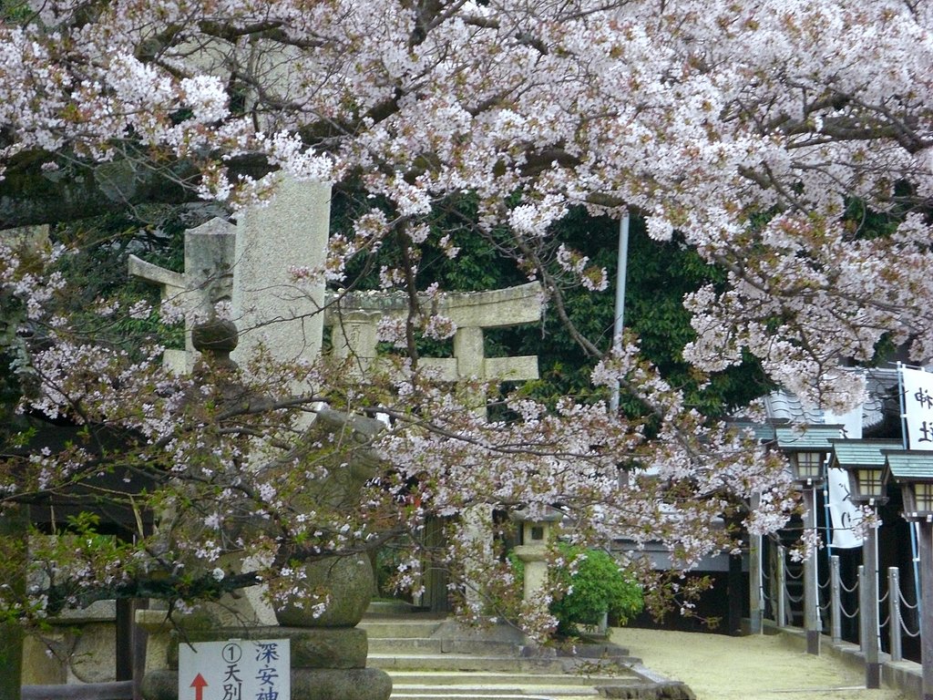 神社の桜も