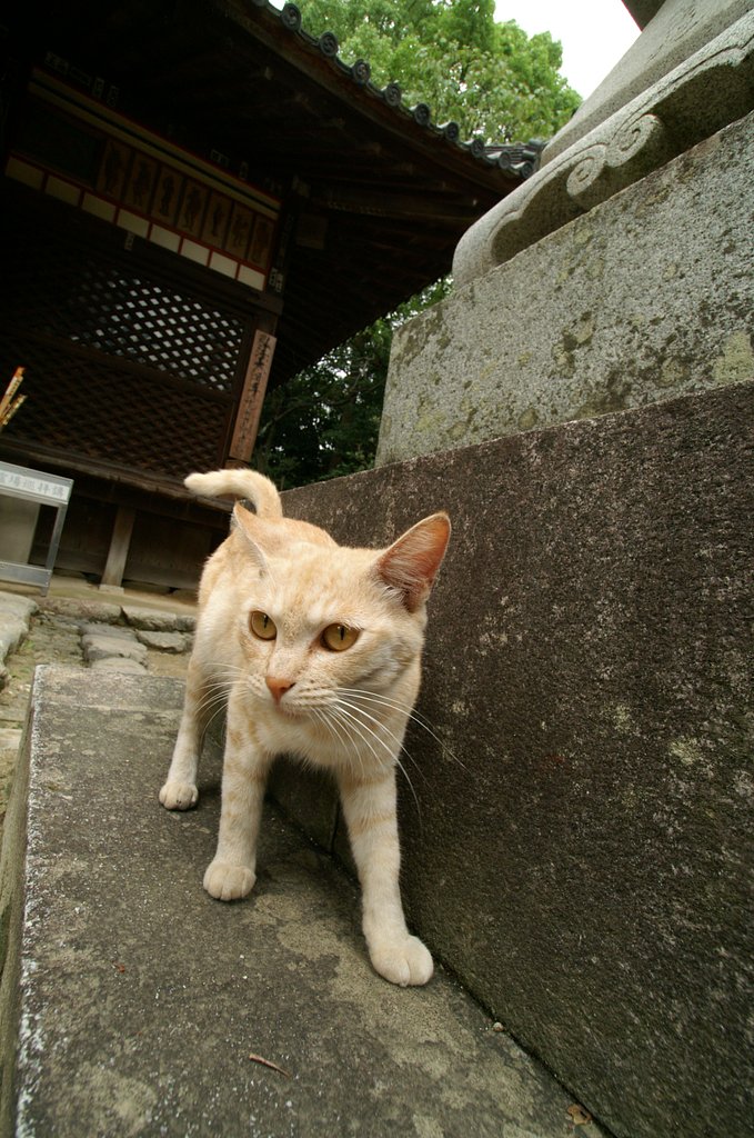 猫VSレンズ