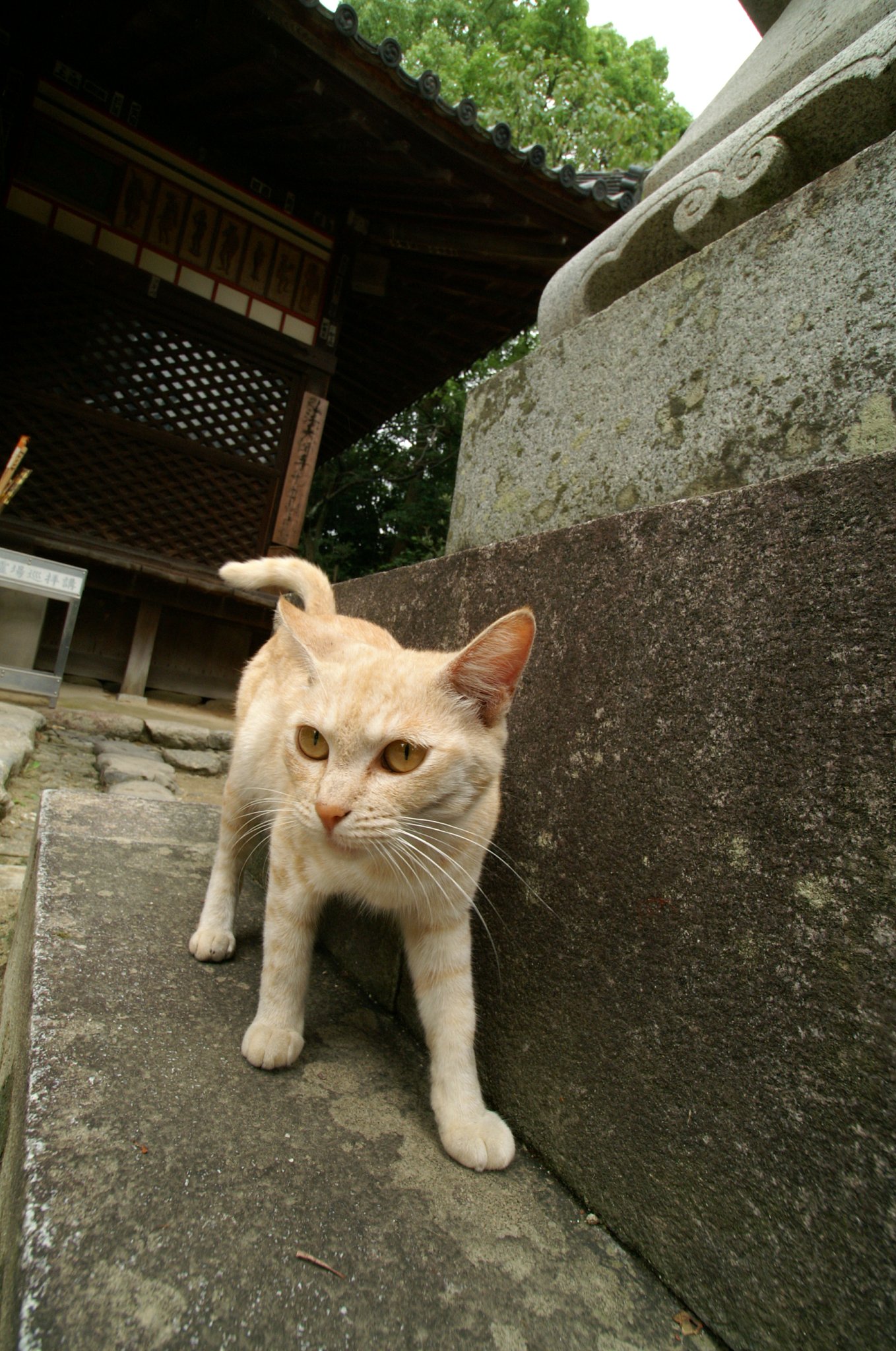 猫VSレンズ