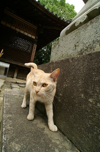 猫VSレンズ