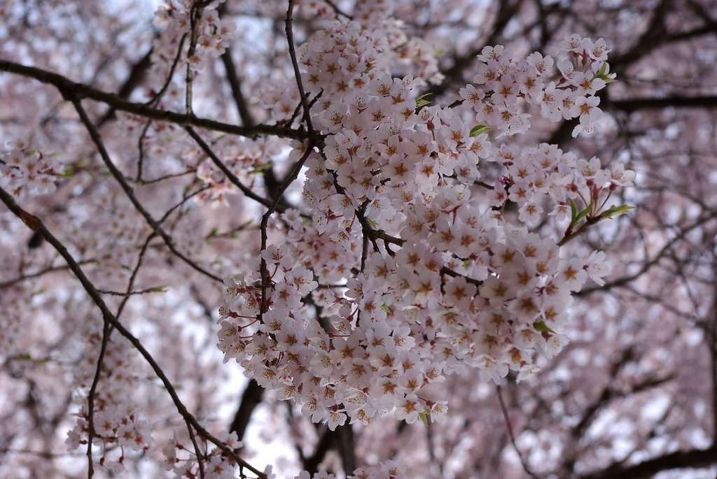 醍醐桜のかわいい花弁！