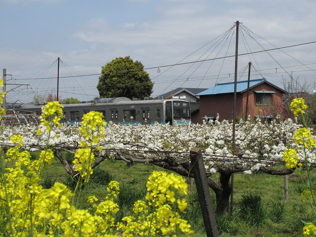 花と相模線