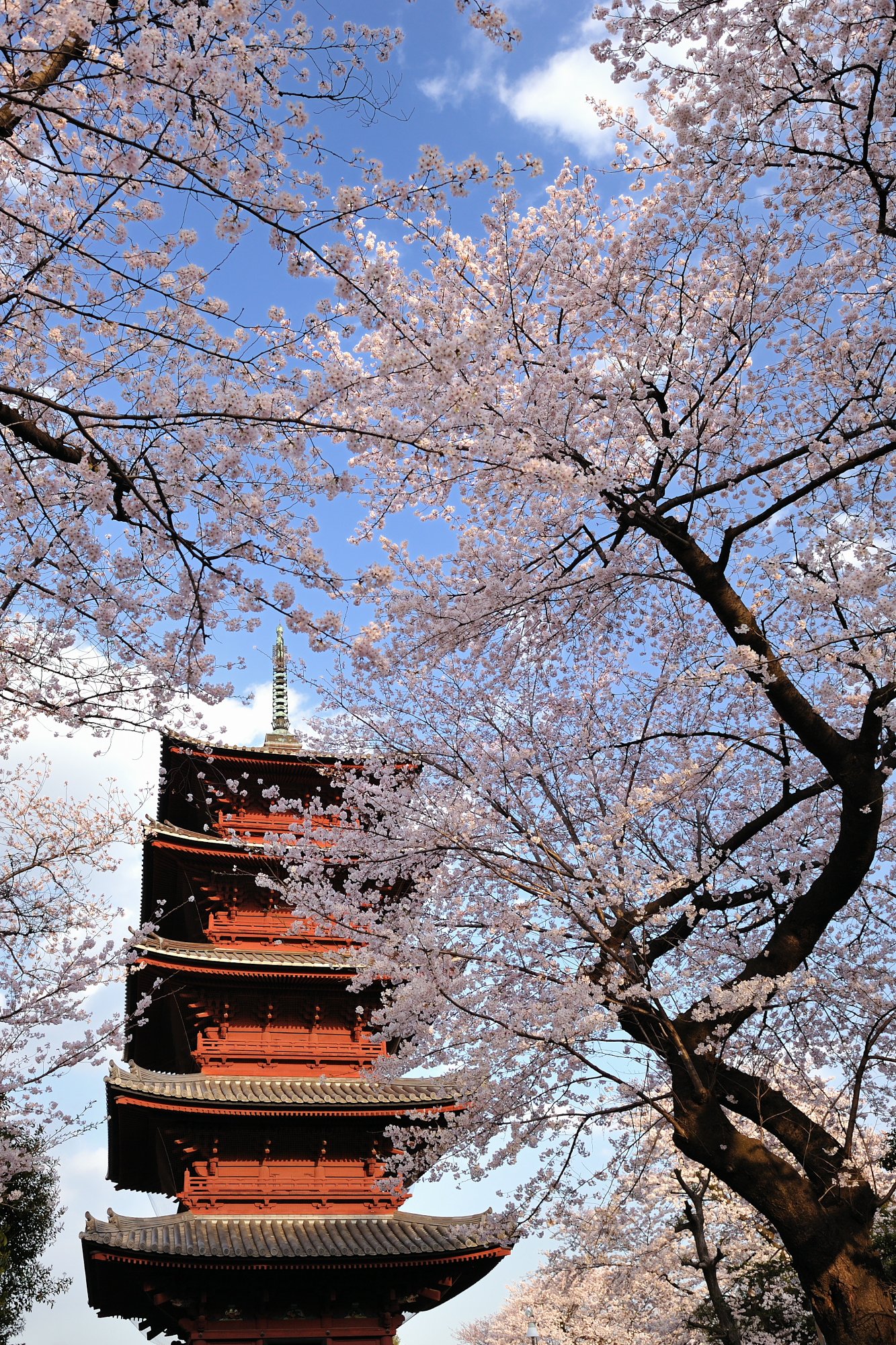 夕方の五重の塔
