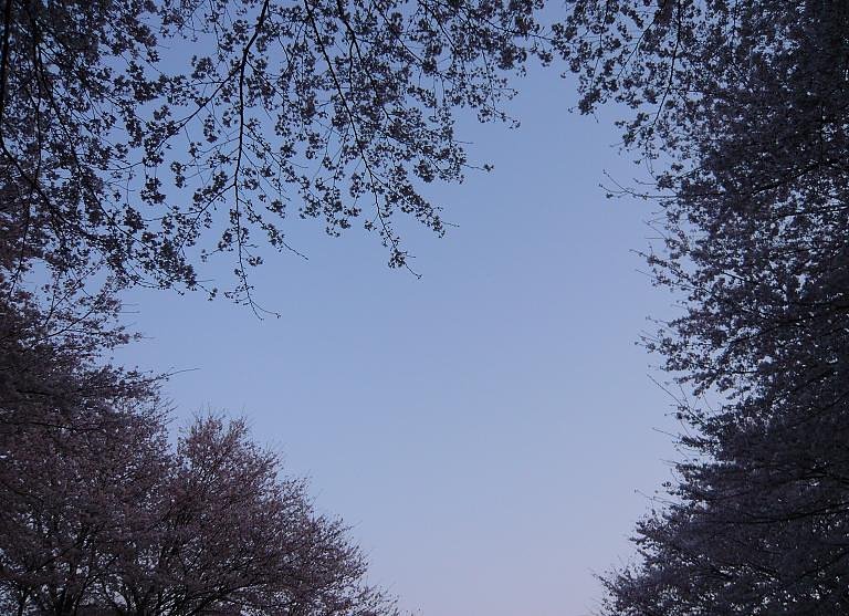 【桜】