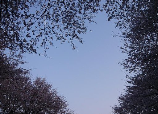 【桜】