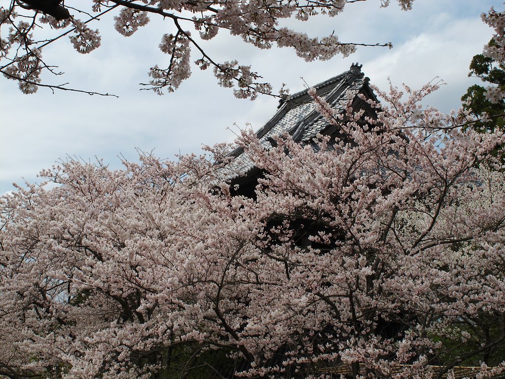 花曇り