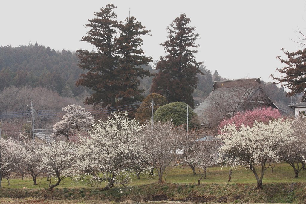 早春の寺