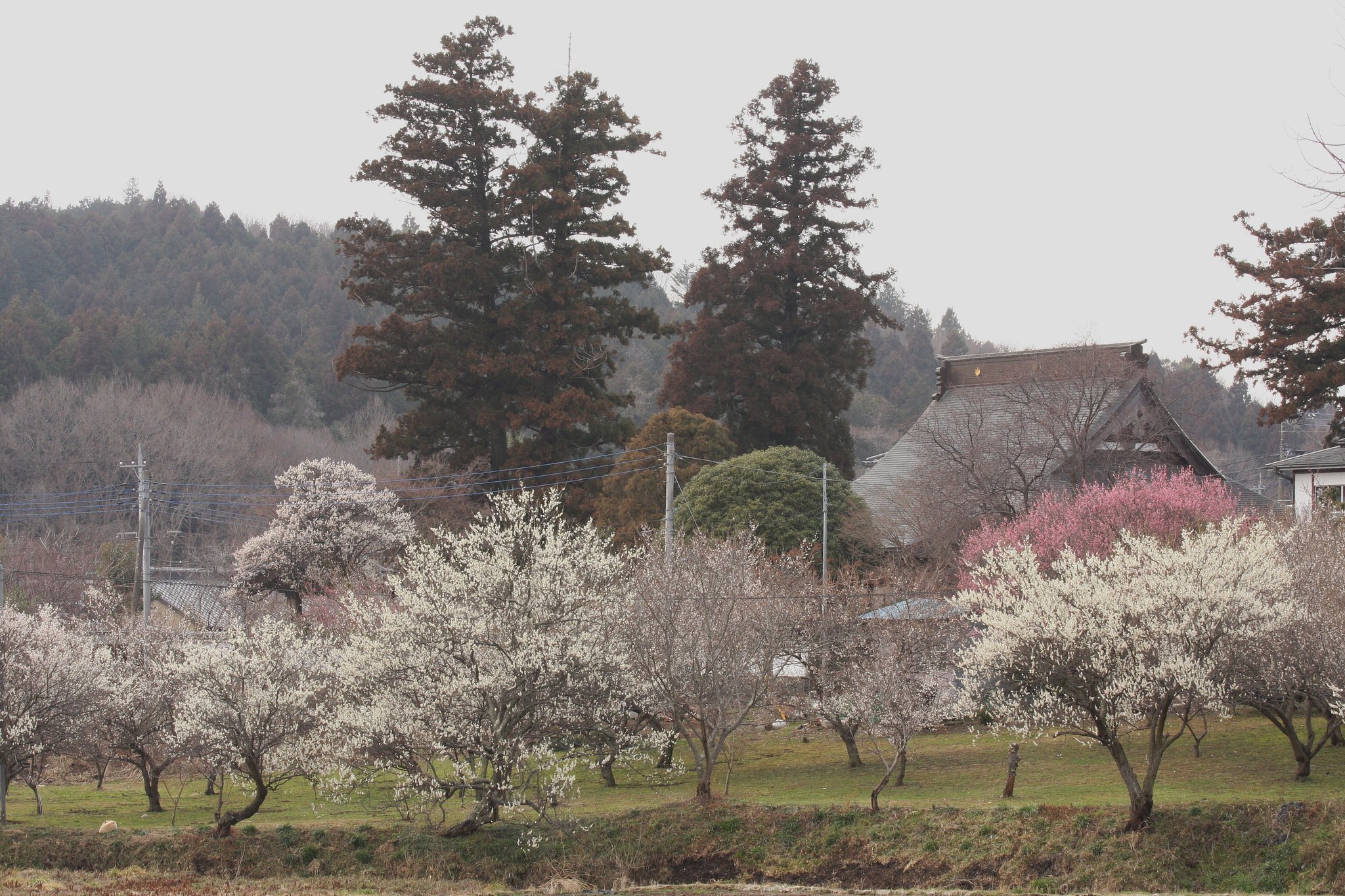 早春の寺