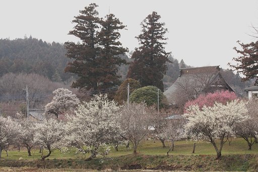 早春の寺