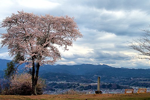 治める【桜】