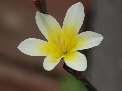水仙菖蒲（スイセンアヤメ）