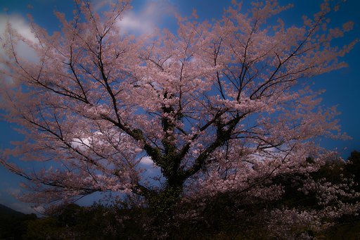 【桜】激レタッチ桜