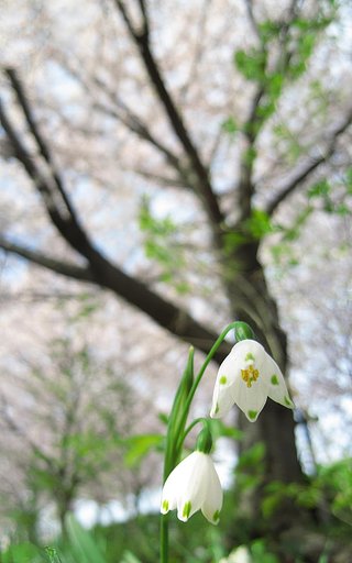 【桜】その下に咲く