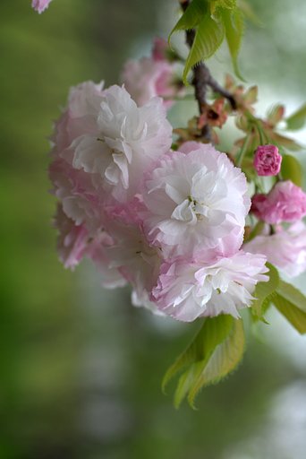 【桜】　あっは〜ん♪