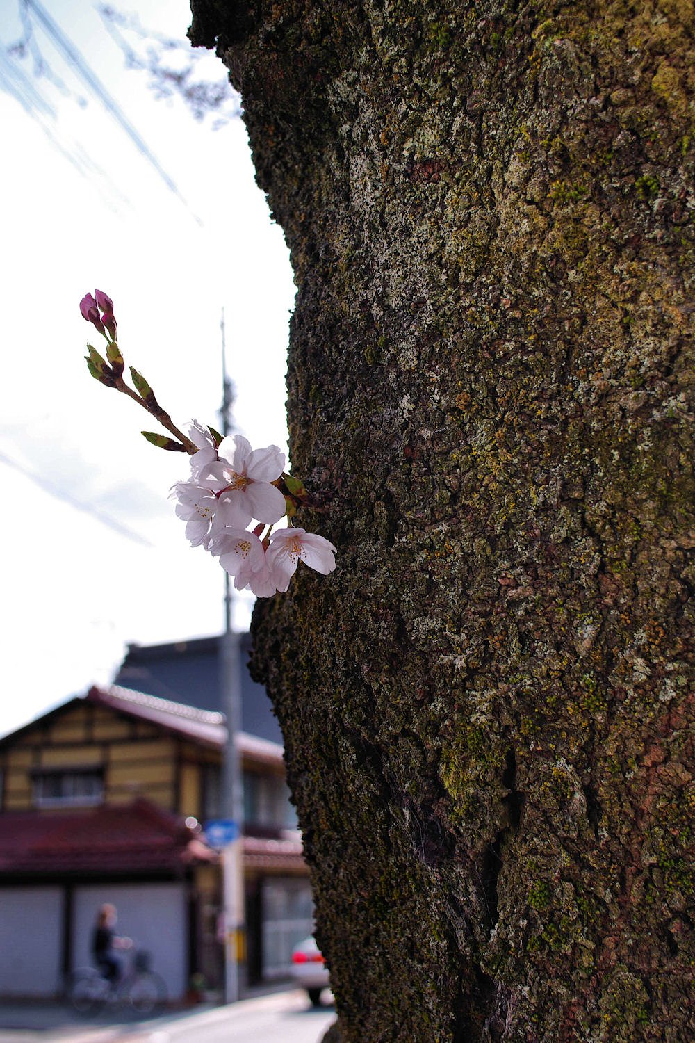 【桜】めぐり④