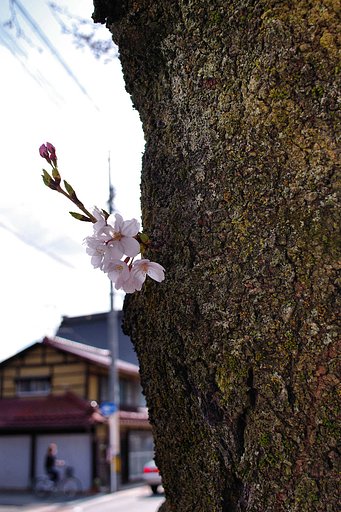 【桜】めぐり④