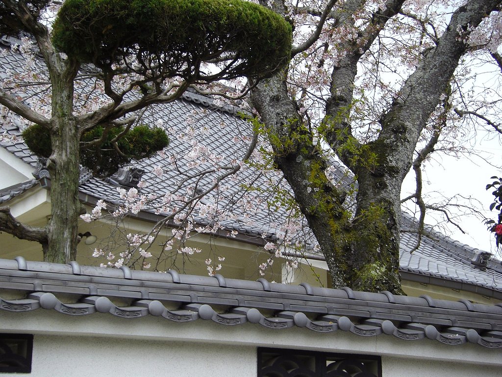 お寺の桜