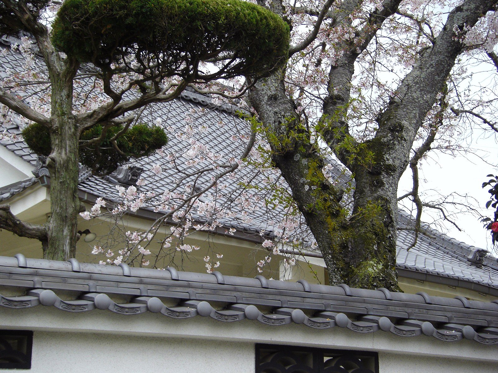 お寺の桜