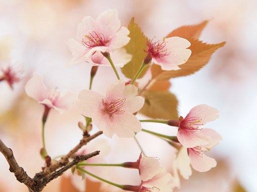 なごりの桜