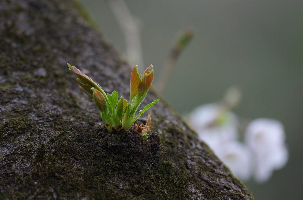 【桜】　命