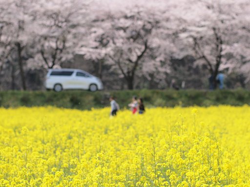 【桜】 の雲と菜の花の海