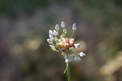 野蒜