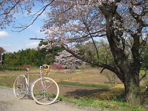 【桜】暖かさに誘われて