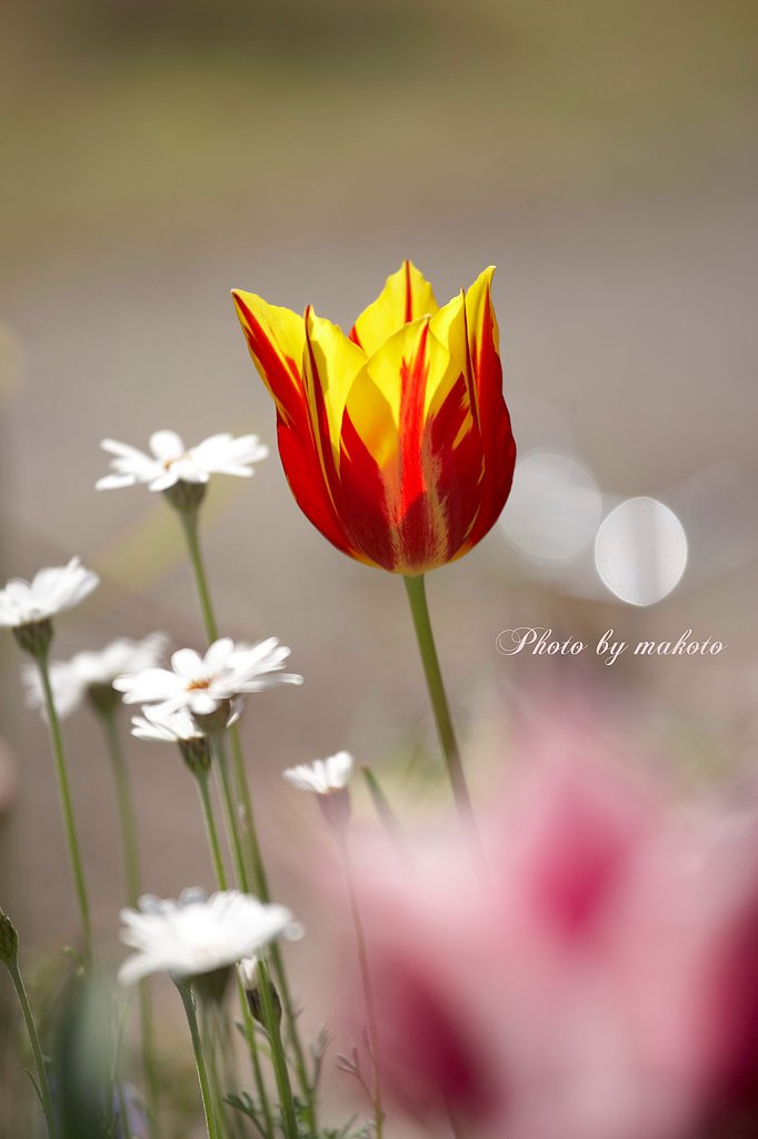 庭の・・・