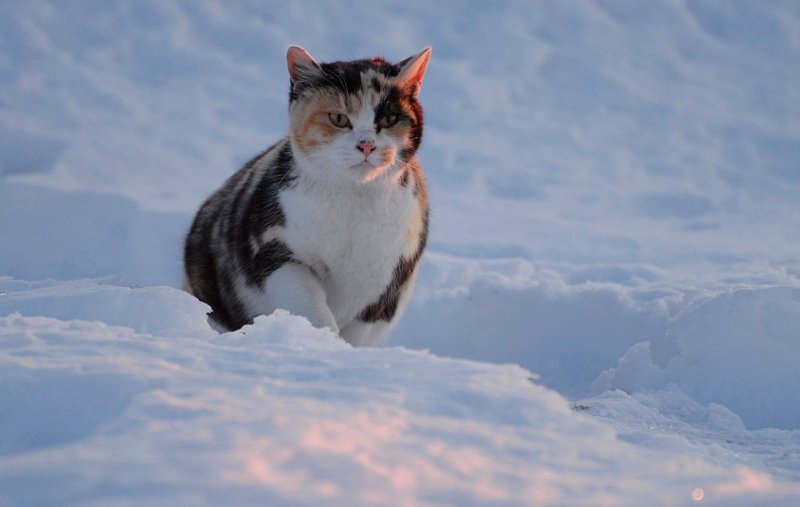 ラッセル・キャット