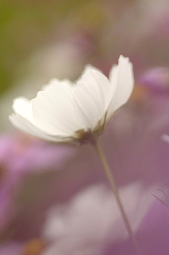 雨越しのコスモス