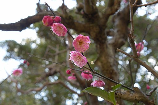 ウメ