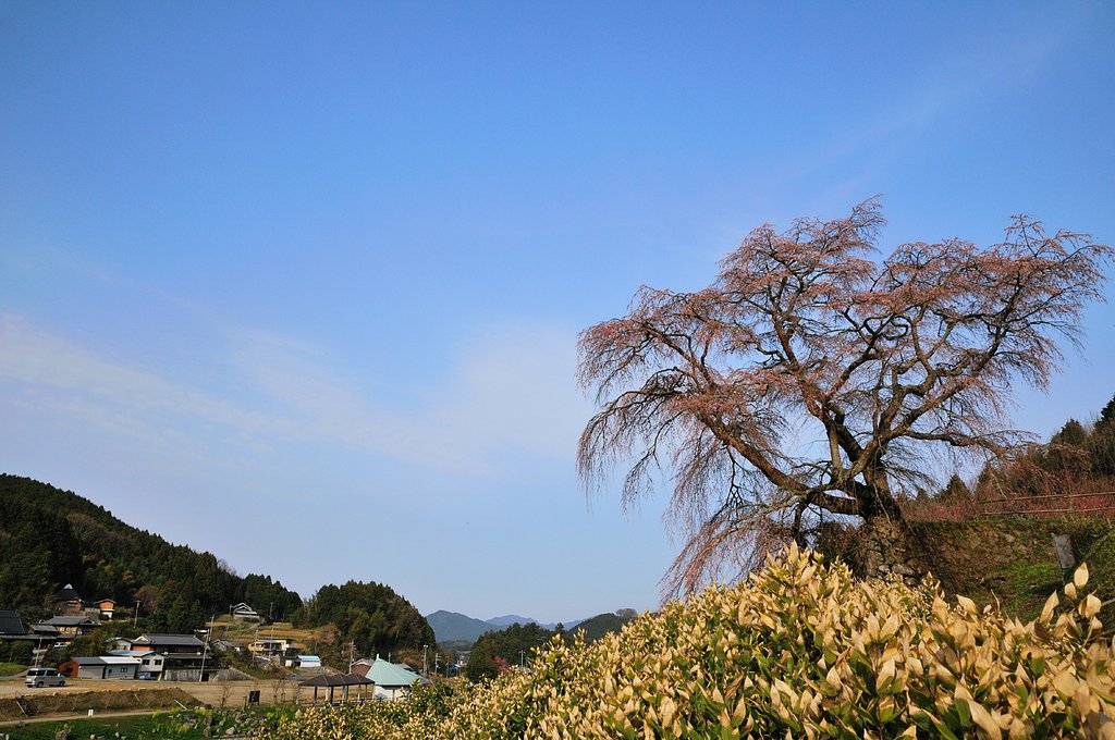 開花前の又兵衛桜（奈良県）