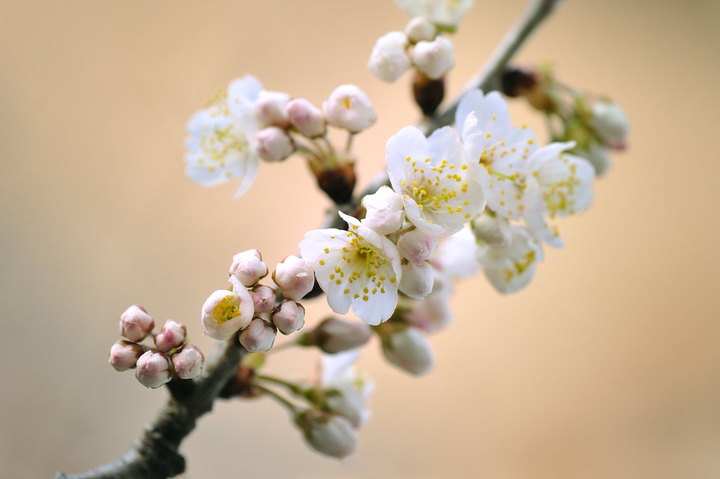 東京の桜2